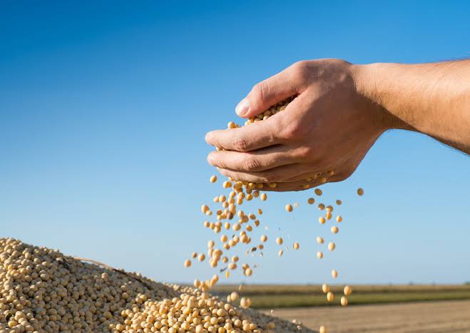 Soybeans